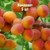 Комплект 5шт / Абрикос Горный Абакан: фото и описание