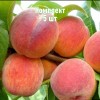 Комплект 5шт / Персик Бархатный сезон: фото и описание