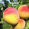 Комплект 5шт / Персик Хадуссамат жёлтый: фото и описание