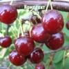 Комплект 5шт / Вишня Вечерняя Заря: фото и описание