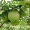 Саженцы Яблони Гренни Смит (Granny Smith) -  5 шт.