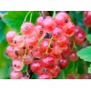 Смородина Роза Чайр (Красная)
